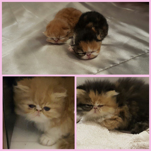 11255078_1645717698982054_1704019297_n