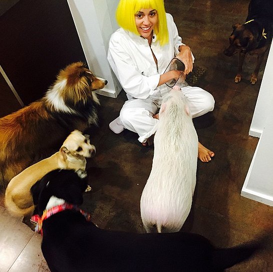 Miley-Cyrus-surrounded-herself-pets-Memorial-Day-weekend