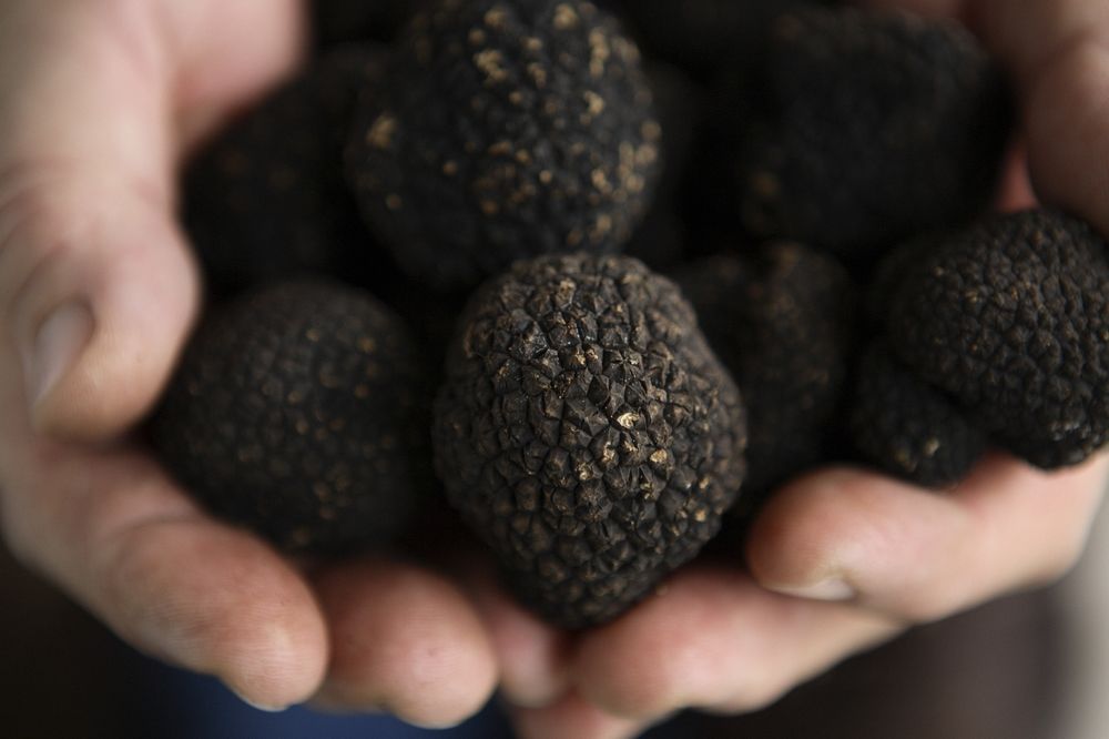 resized_Truffle Image 1_Global - 2