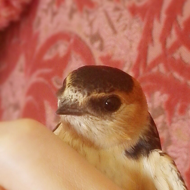 11358295_983145948386333_515777083_n