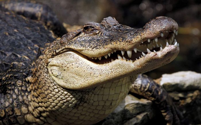 resized_croco_409601779
