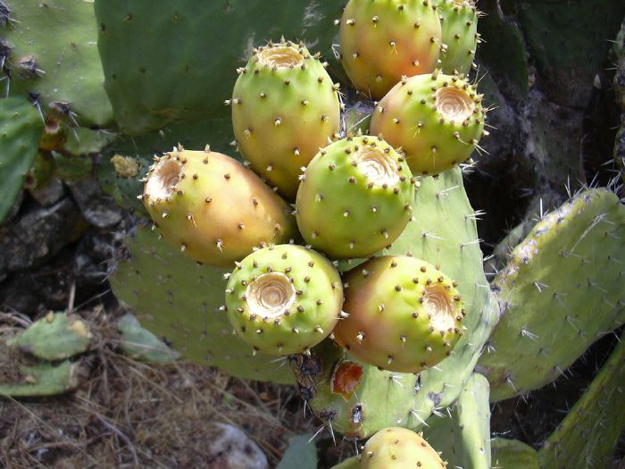resized_NATURE-PricklyPear_1024x768