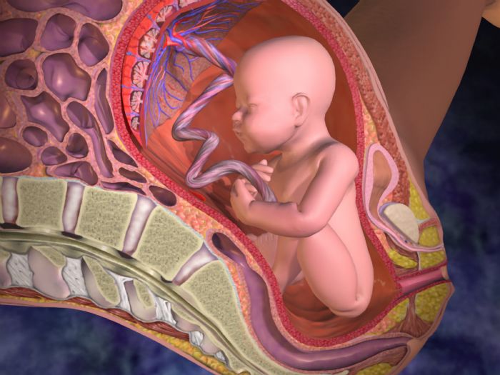 resized_placenta
