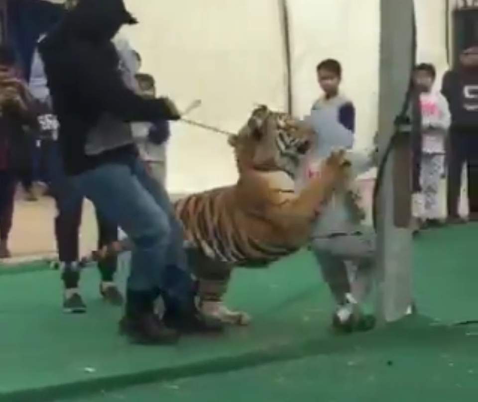 %d9%86%d9%85%d8%b1-%d9%8a%d9%87%d8%a7%d8%ac%d9%85-%d8%b7%d9%81%d9%84%d8%a9-%d8%b3%d8%b9%d9%88%d8%af%d9%8a%d8%a9-1