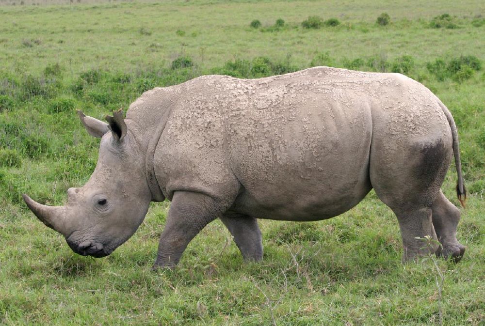 إنقاذ أصغر فصيلة من حيوان وحيد القرن