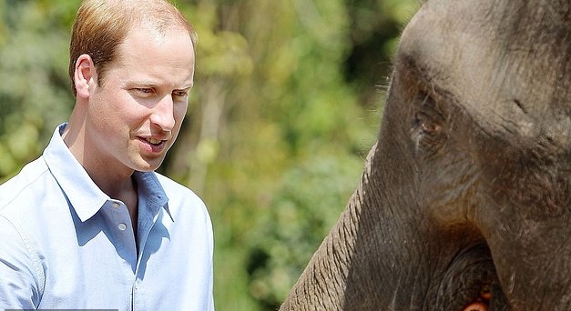 الأمير وليام شارك في حملة لحماية الفيلة