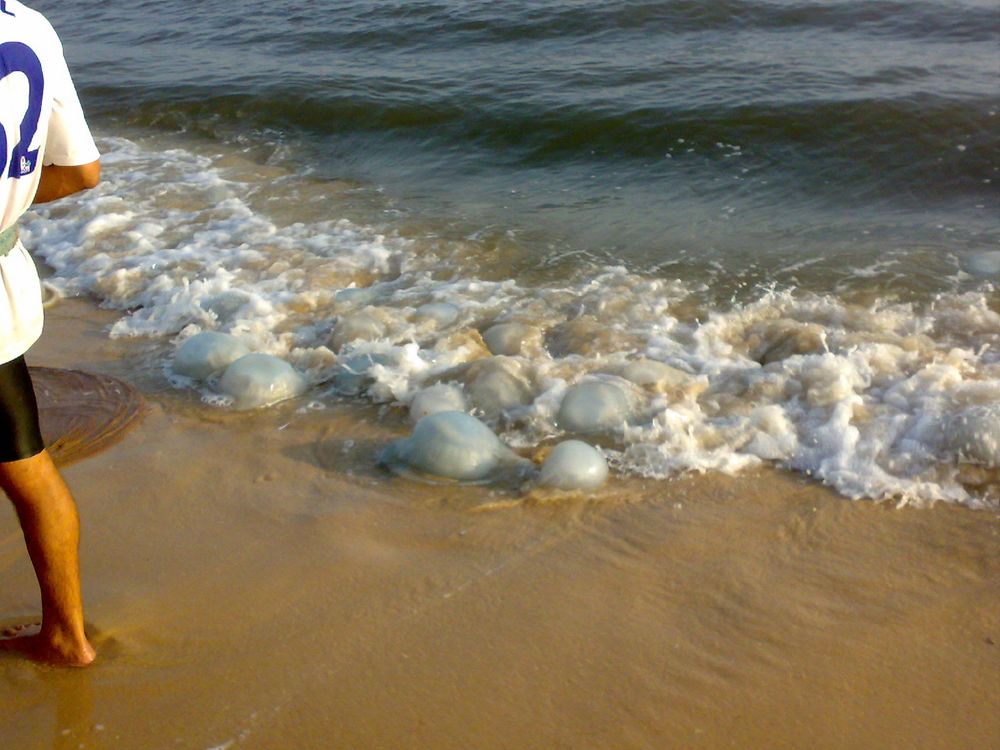 جنوح الآلاف من قناديل البحر على أحد الشواطئ الهولندية