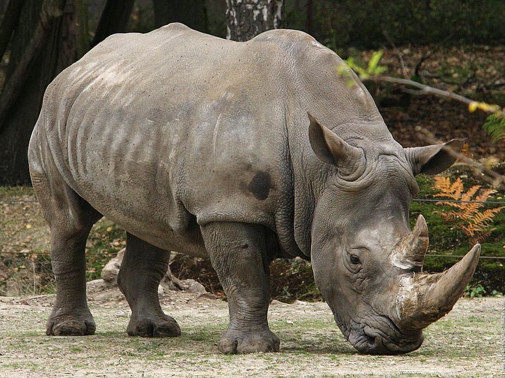 جهود كبيرة من السلطات الاندونيسية لإنقاذ وحيد القرن من الانقراض