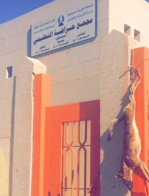 ذئب هاجم مجمعا تعليميا في الطائف أثناء الدوام