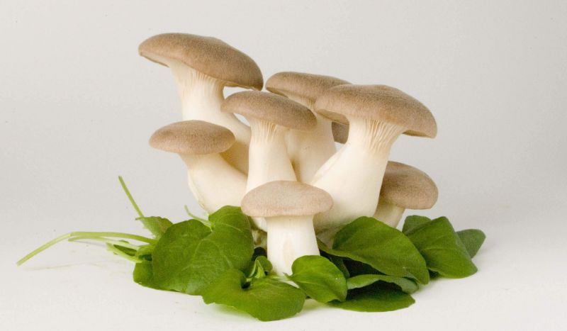 البروتينات الموجودة بعيش الغراب تبدأ بالتلف بمجرد تقطيعها