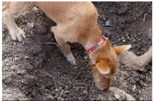 كلب يدفن جثة صديقه