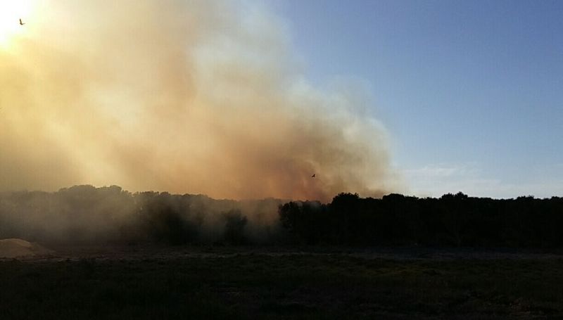 حريق يلتهم 10 آلاف متر من غابة المانجروف بالقطيف