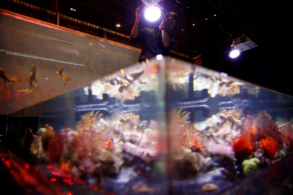 اليابان-تعرض-8000-سمكة-ذهبية-بعرض-الاسماك