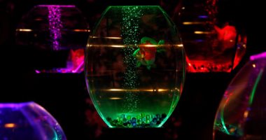 اليابان-تعرض-8000-سمكة-ذهبية-بعرض-الاسماك