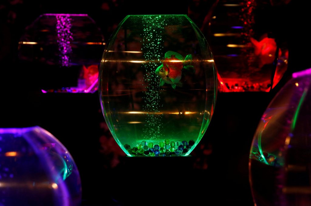 اليابان-تعرض-8000-سمكة-ذهبية-بعرض-الاسماك