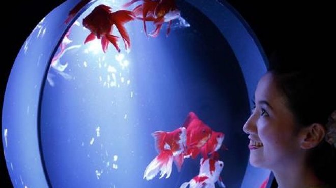 اليابان-تعرض-8000-سمكة-ذهبية-بعرض-الاسماك