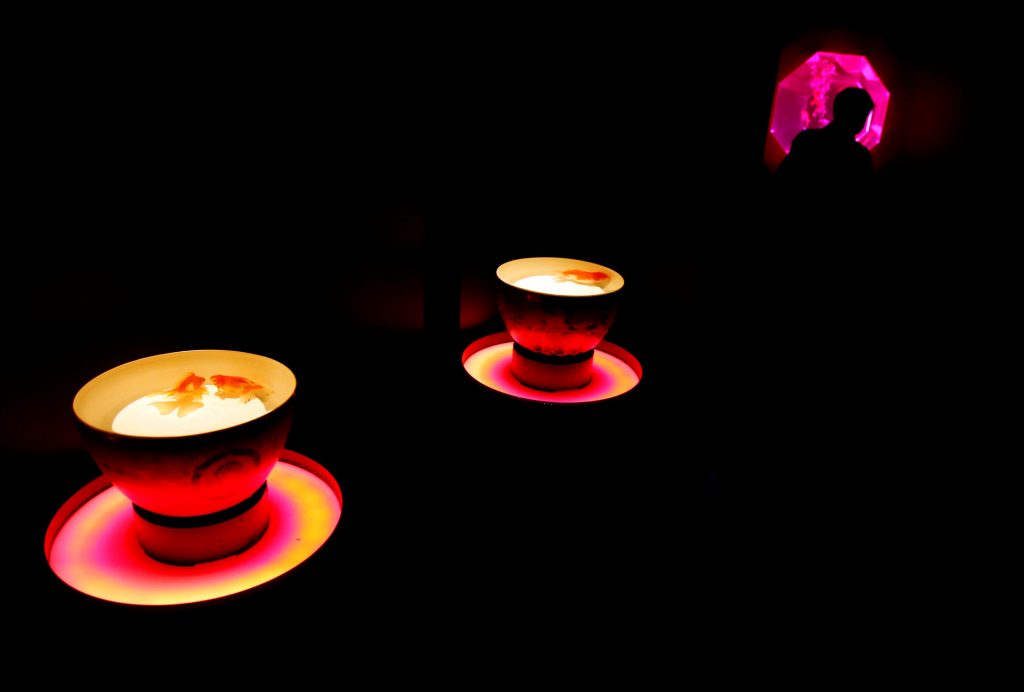 اليابان-تعرض-8000-سمكة-ذهبية-بعرض-الاسماك