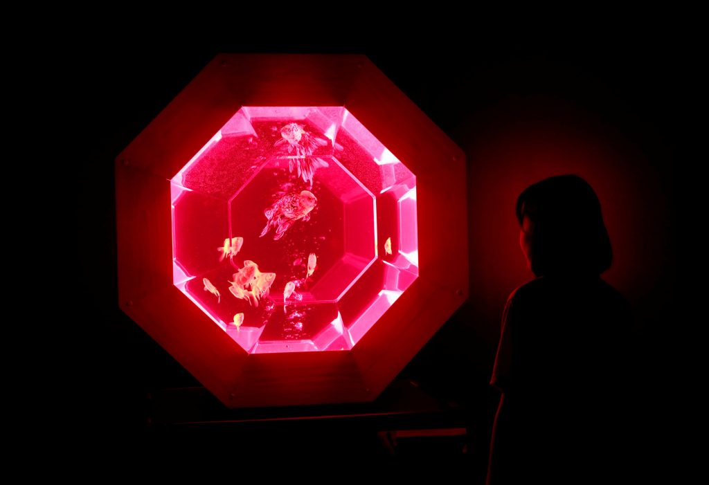 اليابان-تعرض-8000-سمكة-ذهبية-بعرض-الاسماك