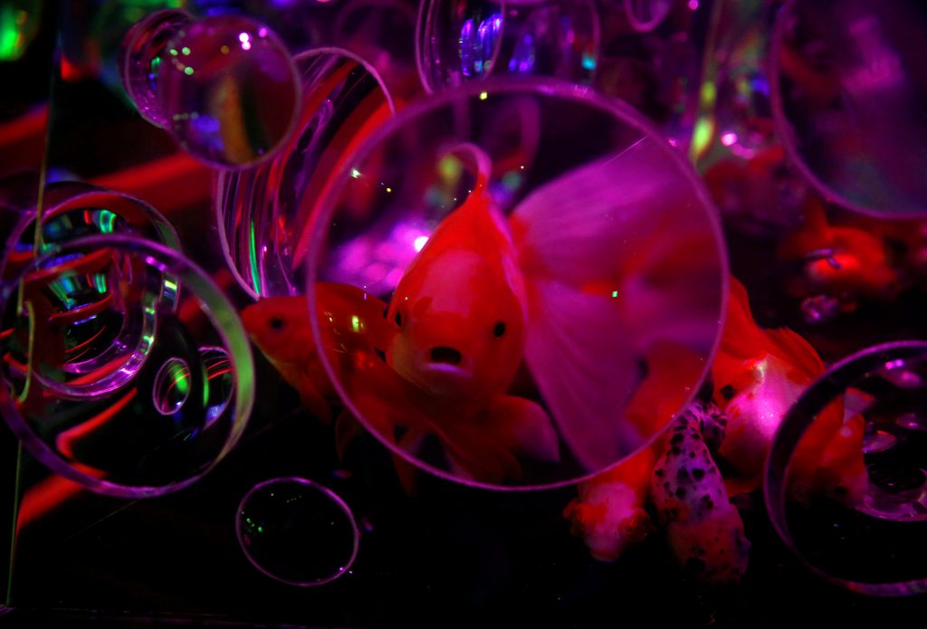 اليابان-تعرض-8000-سمكة-ذهبية-بعرض-الاسماك