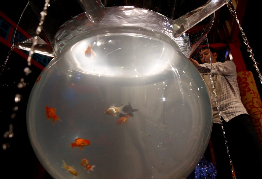 اليابان-تعرض-8000-سمكة-ذهبية-بعرض-الاسماك