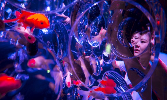 اليابان-تعرض-8000-سمكة-ذهبية-بعرض-الاسماك