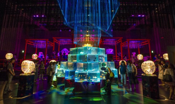 اليابان-تعرض-8000-سمكة-ذهبية-بعرض-الاسماك