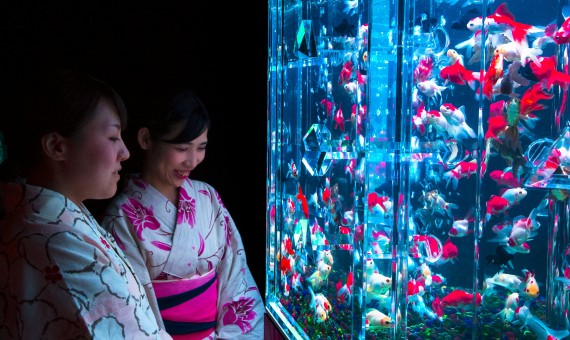 اليابان-تعرض-8000-سمكة-ذهبية-بعرض-الاسماك