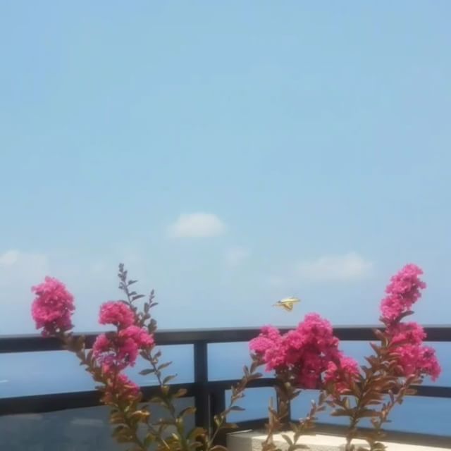 إيميه-صياح (4)