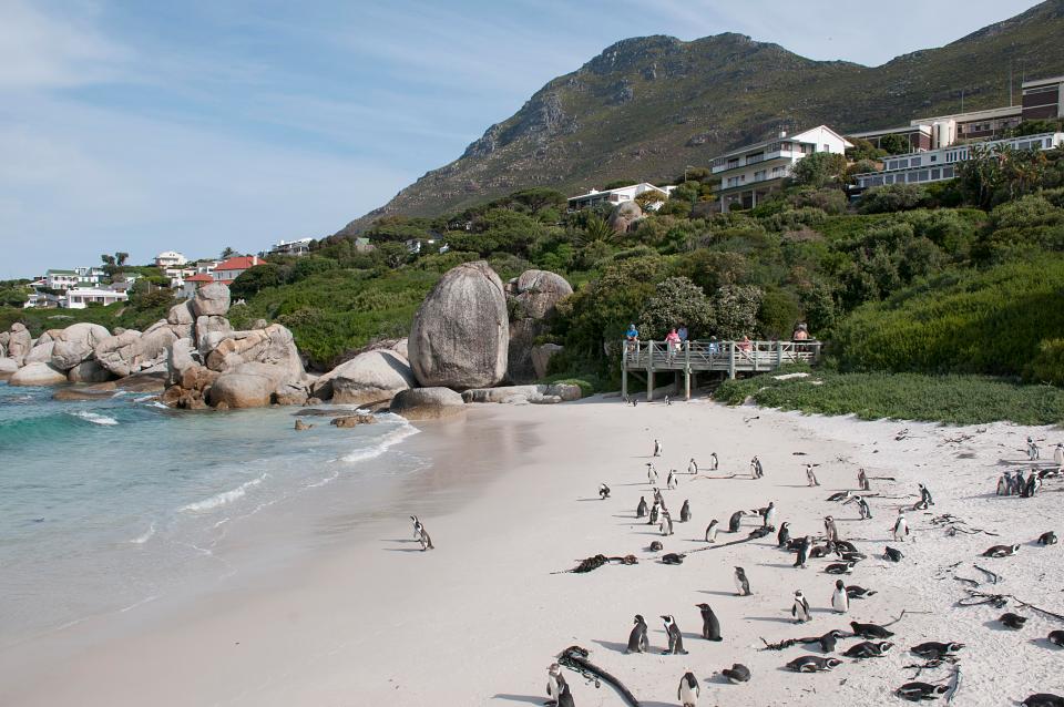 شاطئ بولدرز، جنوب أفريقيا