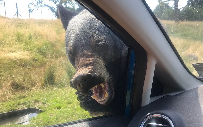 دب ضخم يهاجم عائلة في حديقة سفاري.. فماذا حدث؟!