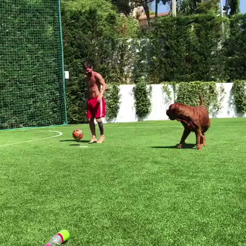 فيديو ليونيل ميسي يراوغ كلبه في كرة القدم