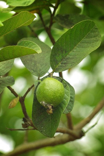 فوائد أوراق الجوافة للشعر