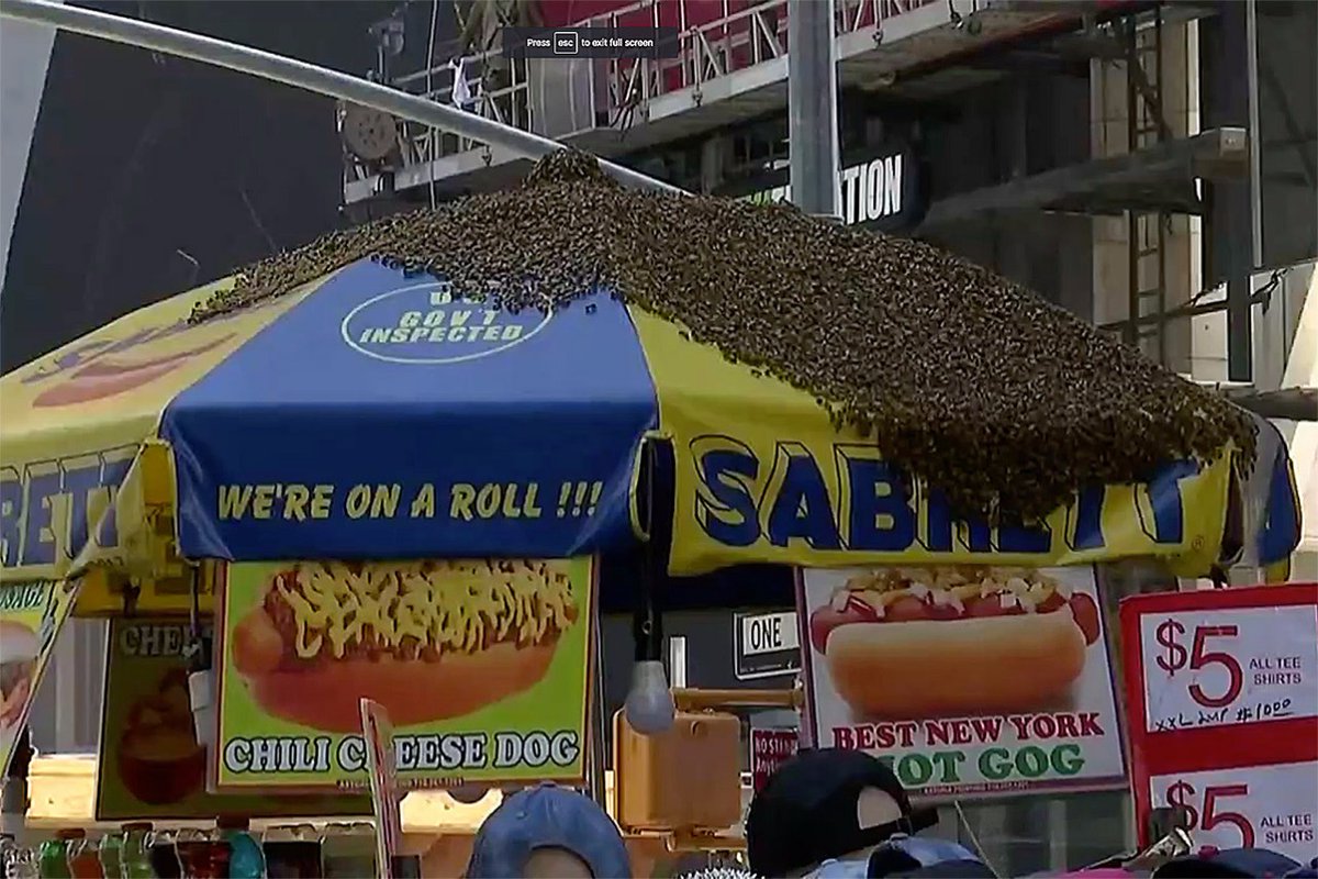    سرب من النحل يرعب سائحي نيويورك
