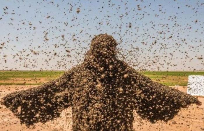 سعودي يعتزم دخول موسوعة غينيس بــ 100كغم من النحل