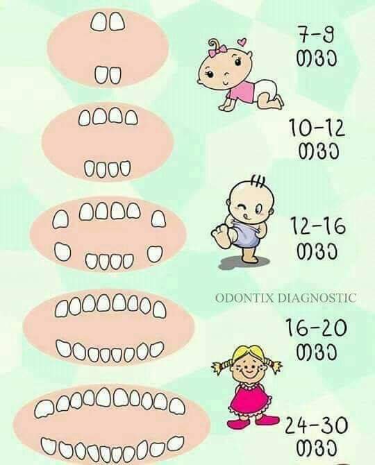 صورة توضيحية لمراحل ظهور  الاسنان لدى الأطفال