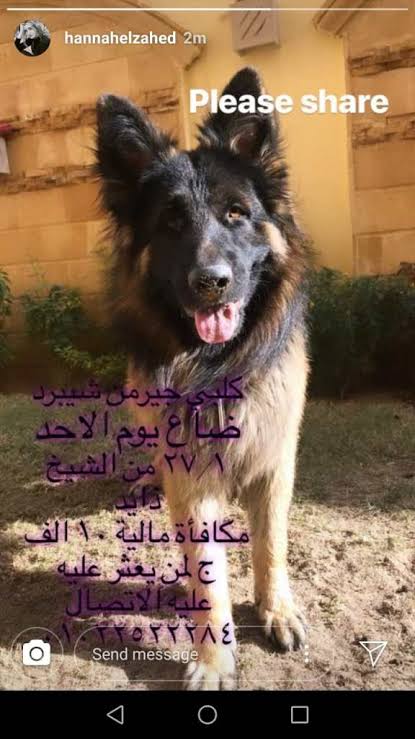 كلب هنا الزاهد المفقود
