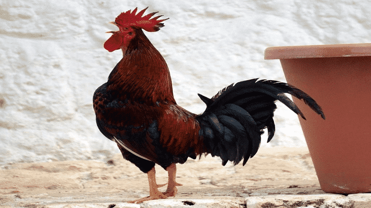 رفع دعوى قضائية ضد ديك في فرنسا
