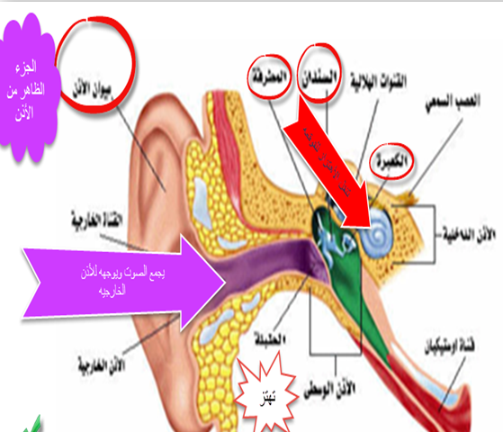 مكونات-الاذن- (1)