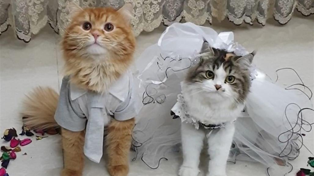 بالفيديو .. إقامة عرس عربي لزوجين من القطط 