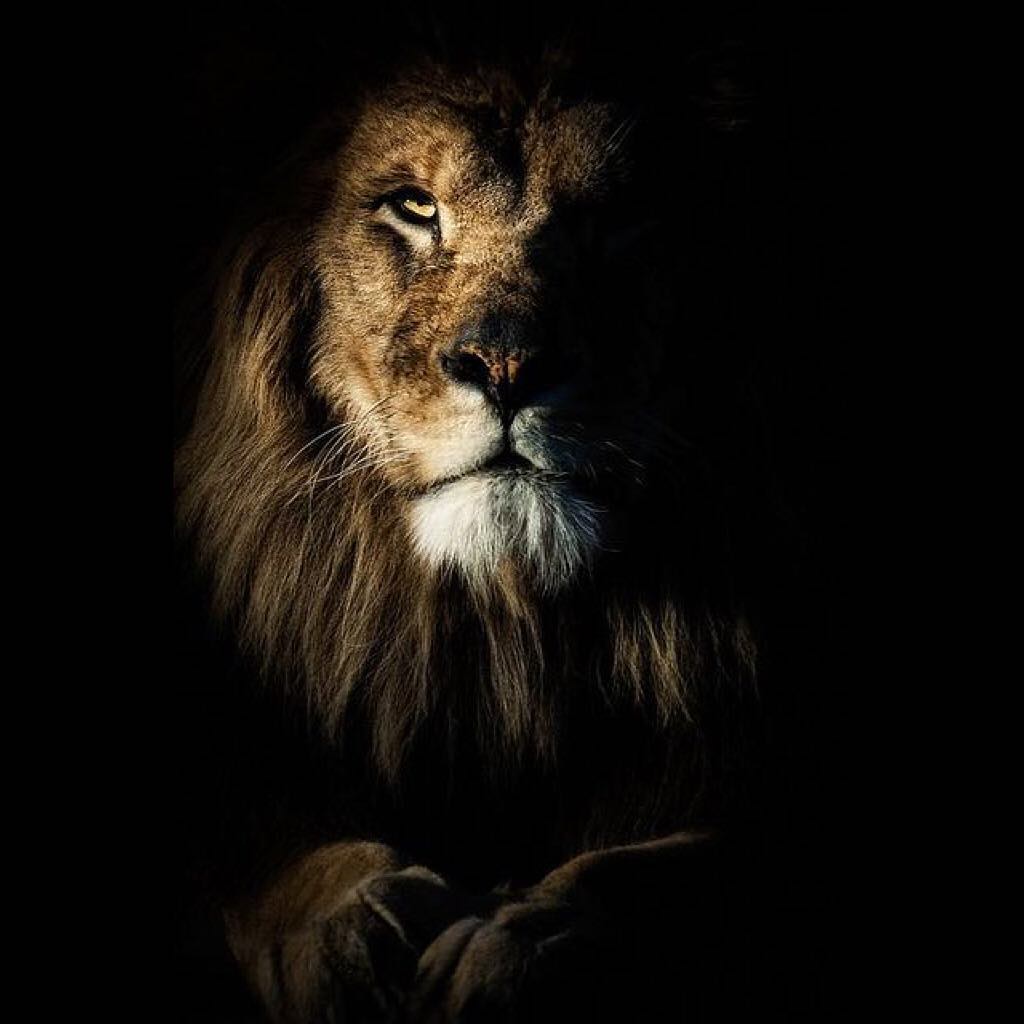 توافق برج الاسد مع باقي الابراج في الصداقة 2019