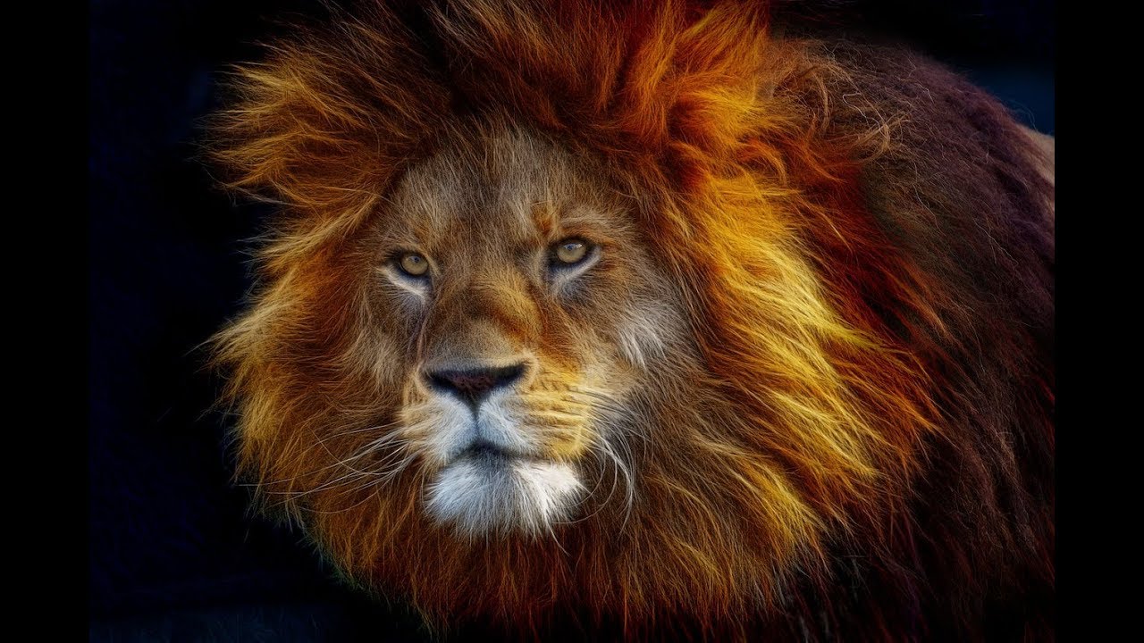 توافق برج الاسد مع باقي الابراج