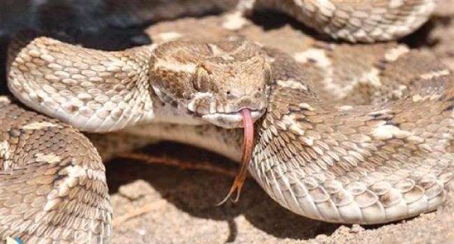 العثور علي الثعبان الأعمى بعد اختفائه لأكثر من قرن