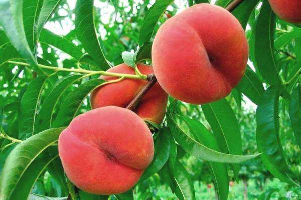 حظر الخوخ والباذنجان لتعبيرهم عن إيحاءات جنسية