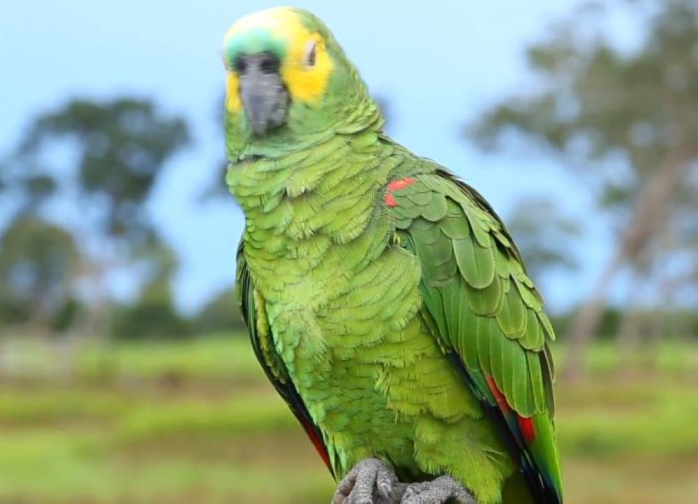 بالفيديو .. ببغاء يتسبب في إحراج صاحبه كل يوم !