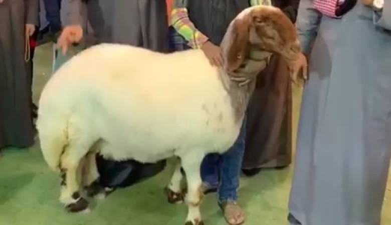 نعجة تباع بـ 134 ألف دولار في هذه الدولة الخليجية .. فما السر ؟!