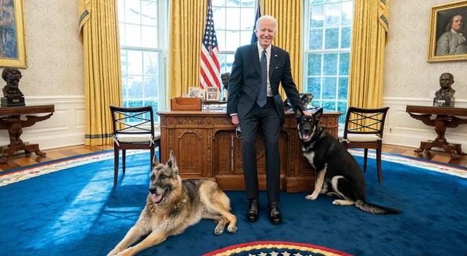 طرد كلاب الرئيس الأمريكي من البيت الأبيض لأسباب أمنية