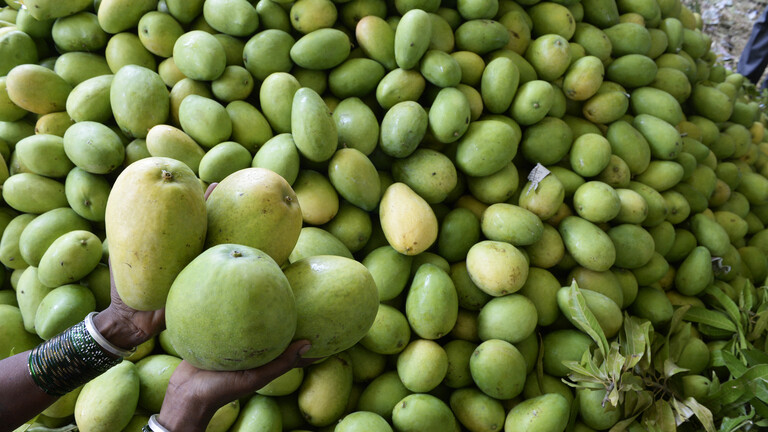 فريق حراسة لحماية أغلى شجرة مانجو في العالم