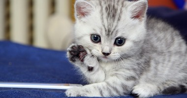 رؤية القطط في المنام