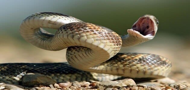 تفسير حلم الثعابين في البيت