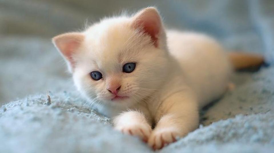 رؤية القطط في المنام